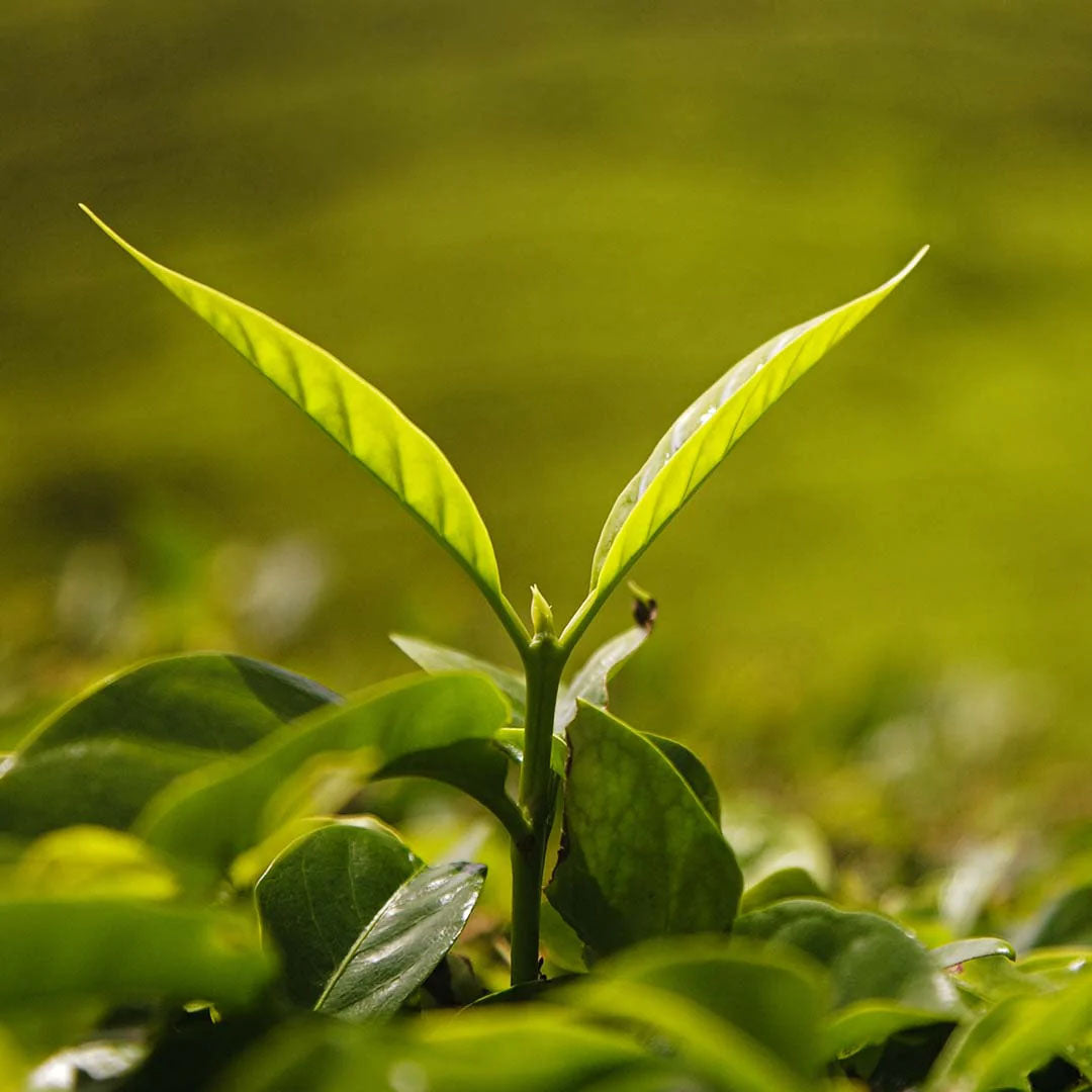 L-teanina: la calma detrás del matcha